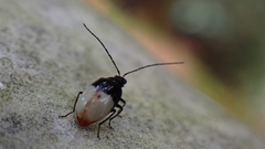 Neochya nitidissima