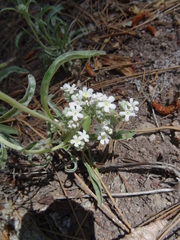 Oreocarya suffruticosa setosa