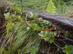 Vaccinium dentatum
