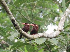 Galbalcyrhynchus leucotis