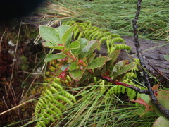 Vaccinium dentatum