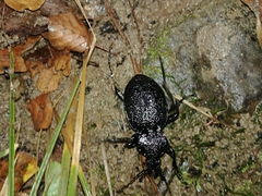 Carabus gigas