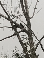 Corvus brachyrhynchos