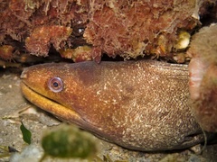 Gymnothorax pseudothyrsoideus