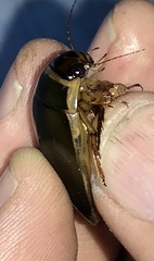 Dytiscus cordieri