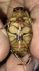 Dytiscus cordieri