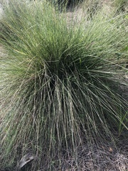 Poa cita