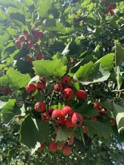 Crataegus holmesiana