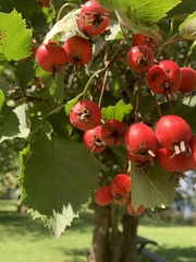 Crataegus holmesiana