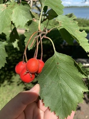 Crataegus holmesiana