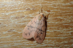 Miltochrista arcuata