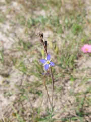 Heliophila digitata
