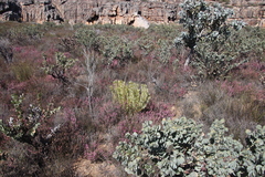 Leucadendron loranthifolium