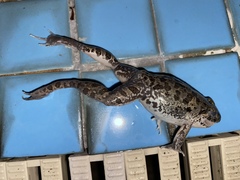 Fejervarya cancrivora