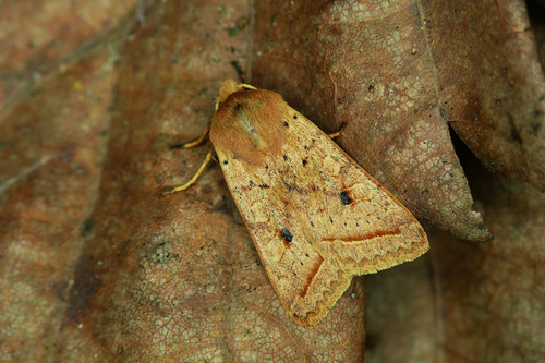 Yellow-line Quaker, photo 3 of 10