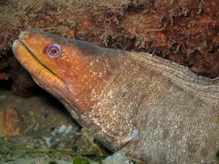 Gymnothorax pseudothyrsoideus