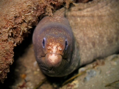 Gymnothorax pseudothyrsoideus