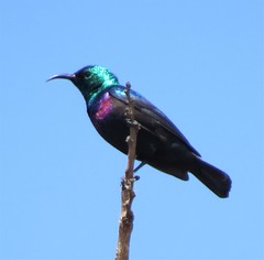 Cinnyris bifasciatus