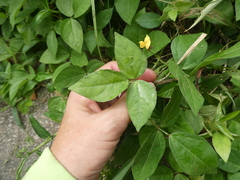 Vigna reflexopilosa