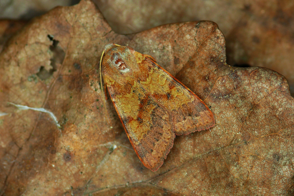 Flounced Chestnut