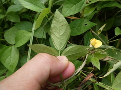 Vigna reflexopilosa