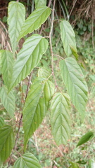 Rubus kawakamii