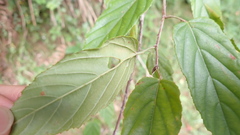 Rubus kawakamii