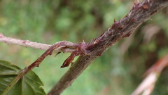 Rubus kawakamii