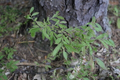 Vaccinium tenellum