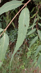 Eupatorium chinense tozanense