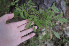 Vaccinium tenellum