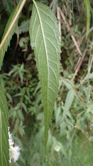 Eupatorium chinense tozanense