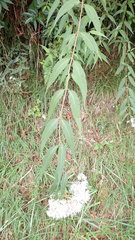 Eupatorium chinense tozanense
