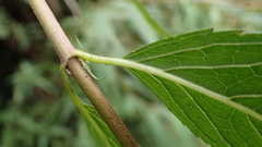 Eupatorium chinense tozanense