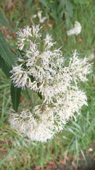 Eupatorium chinense tozanense