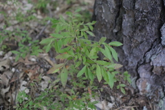 Vaccinium tenellum