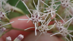 Eupatorium chinense tozanense