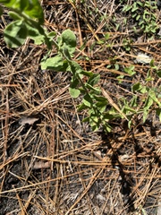 Sericocarpus tortifolius