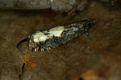 Epinotia trigonella