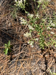 Sericocarpus tortifolius