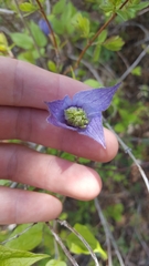 Clematis occidentalis grosseserrata