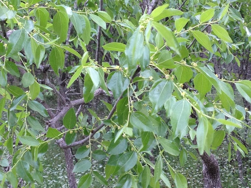 Ziziphus jujuba