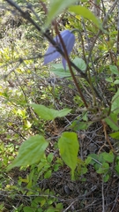 Clematis occidentalis grosseserrata