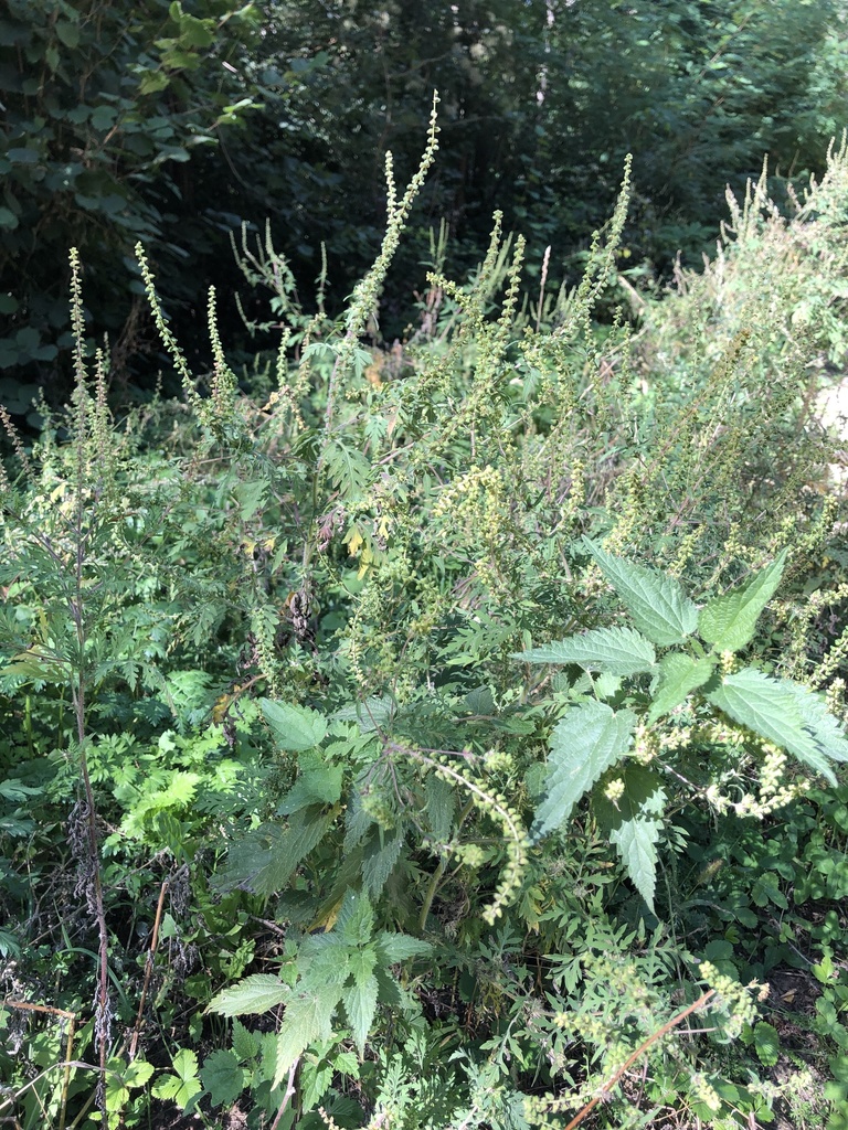 common ragweed from Neusiedl am See, AT-BU, AT on September 23, 2020 at ...