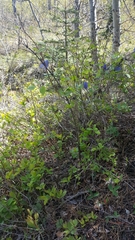 Clematis occidentalis grosseserrata