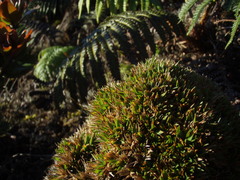 Dichanthelium cynodon