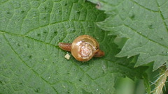 Helicarionidae