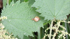 Helicarionidae