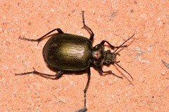 Calosoma schayeri