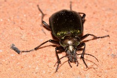 Calosoma schayeri